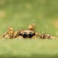 Jumping Spider - Sitticus pubescens 5 